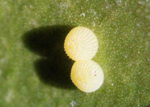 Conistra daubei