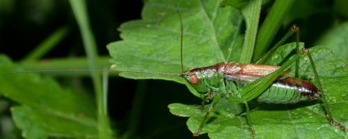 Réf. 80 222 : Conocephalus dorsalis