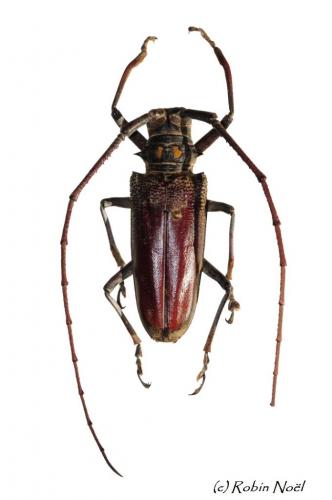 Batocera sp.