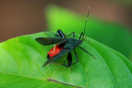 Réf. 80 411 : Nematopus sp.