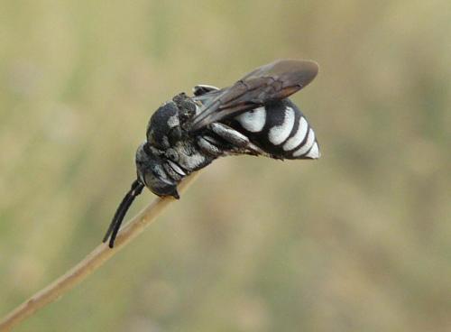 Triepeolus tristis
