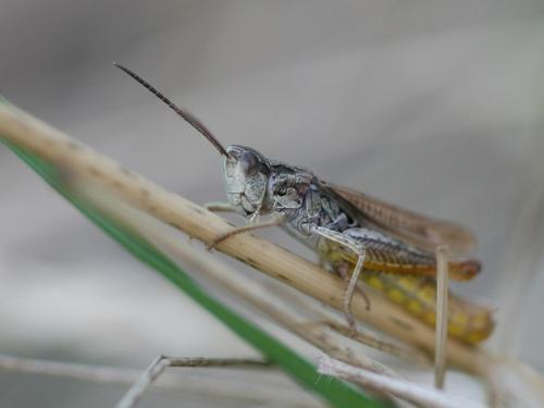 Chorthippus apricarius apricarius