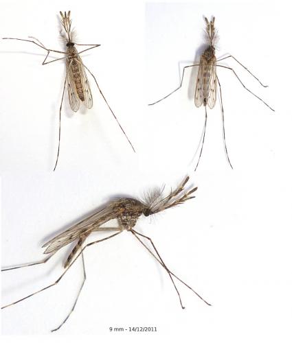 Réf. 80 329 : Culiseta annulata