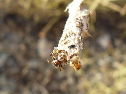 Nemoscolus laurae