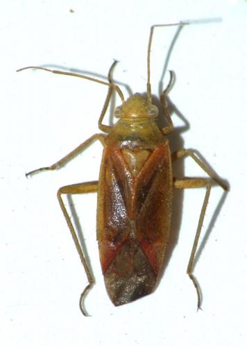 Dichrooscytus intermedius