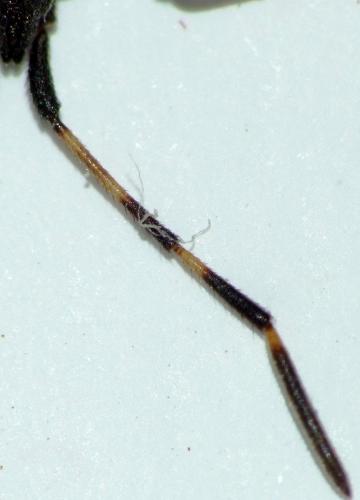 Dicranocephalus albipes