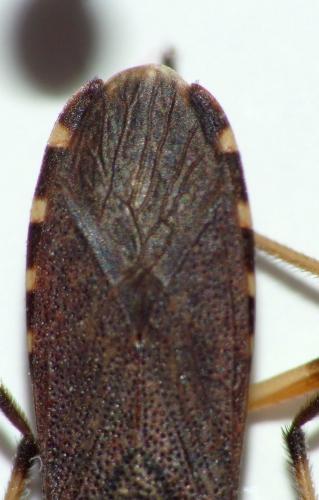Dicranocephalus albipes