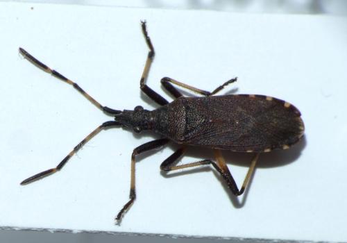 Dicranocephalus albipes