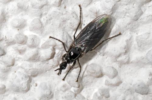 Dilophus febrilis