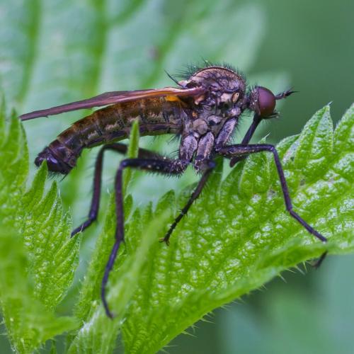 Réf. 80 934 : Empis tessellata