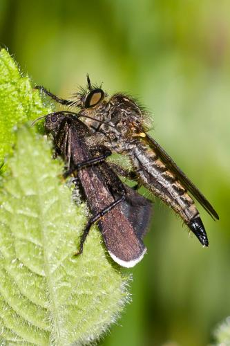 Didysmachus picipes