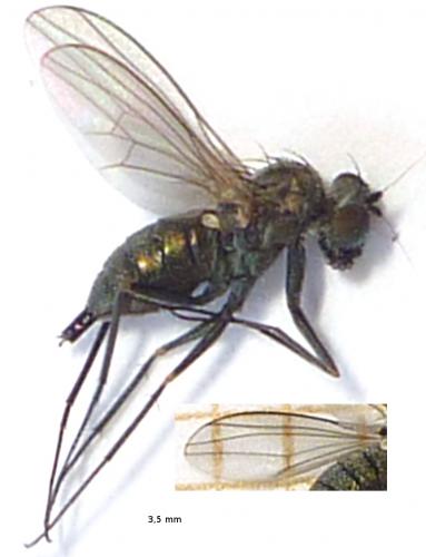 Réf. 80 140 : Medetera sp.