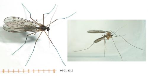 Bolitophila sp.