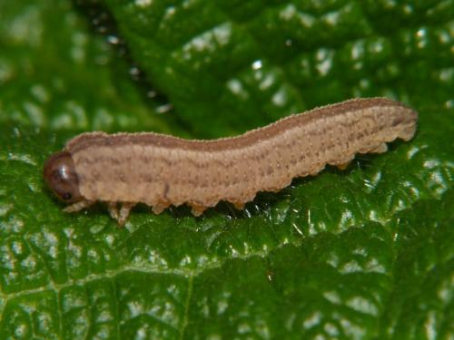 Réf. 80 007 : Tenthredopsis sp.