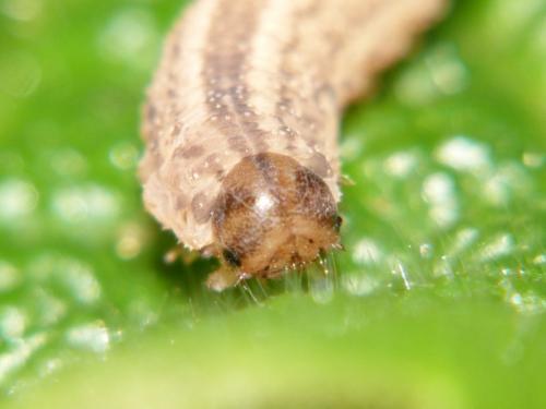Tenthredopsis sp.
