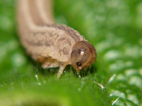 Réf. 80 010 : Tenthredopsis sp.