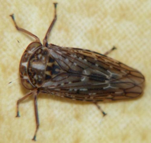 Réf. 80 348 : Idiocerus herrichii