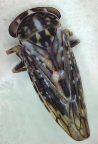 Réf. 80 349 : Idiocerus herrichii
