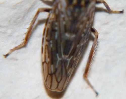Réf. 80 350 : Idiocerus herrichii