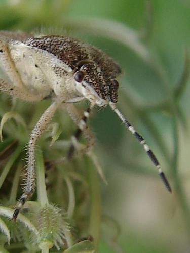 Dolycoris baccarum