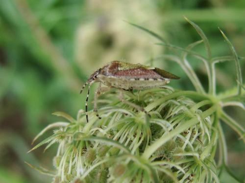 Dolycoris baccarum