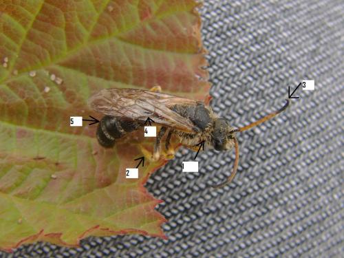 Halictus sexcinctus