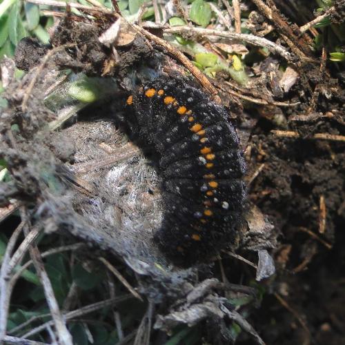 Réf. 80 249 : Parnassius apollo