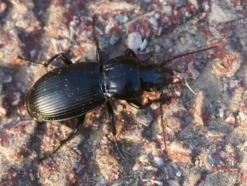 Réf. 80 824 : Pterostichus melas italicus