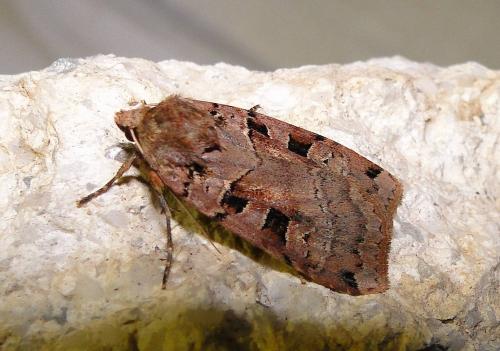 Xestia triangulum