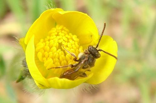 Nomada sp.