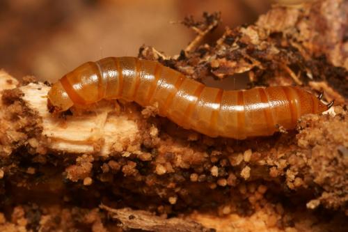Réf. 80 417 : Helops sp.