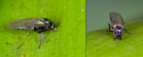 Réf. 80 597 : Triphleba sp.