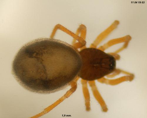 Réf. 80 504 : Hybocoptus corrugis