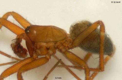 Centromerita bicolor