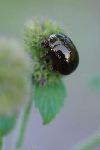 Chrysolina bankii