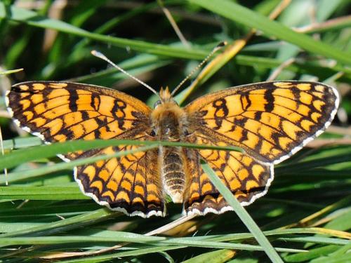 Réf. 80 770 : Melitaea phoebe
