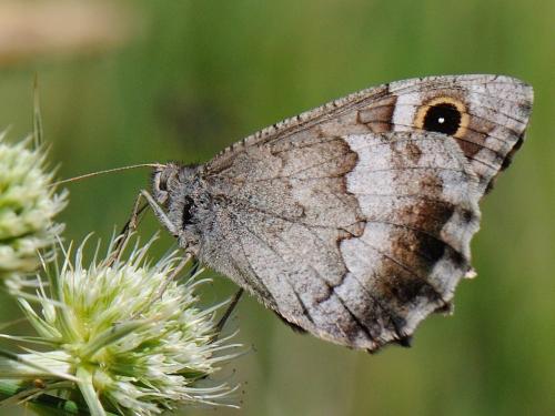 Réf. 80 617 : Hipparchia statilinus