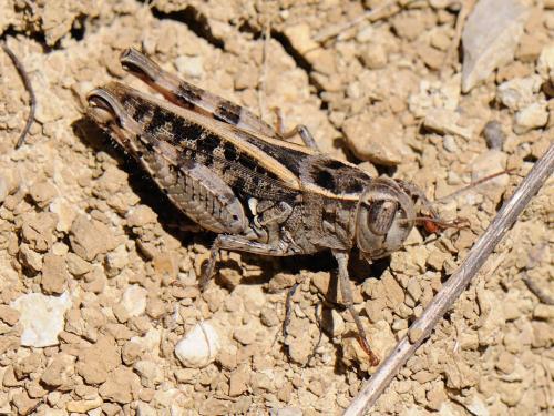 Réf. 80 795 : Calliptamus sp.