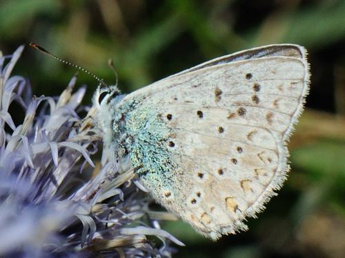 Polyommatus coridon