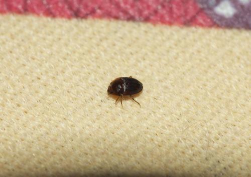 Stelidota geminata