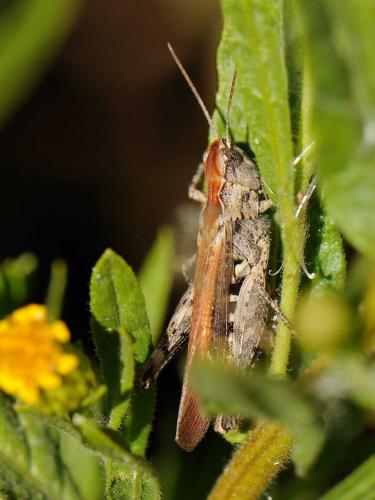 Chorthippus sp.
