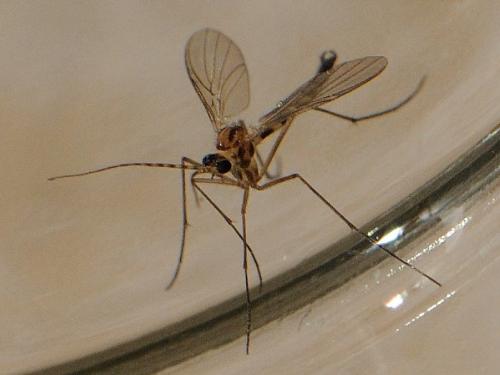 Macrocera sp.
