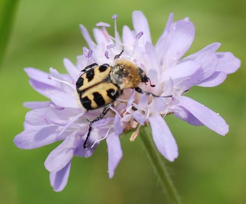 Réf. 80 148 : Trichius sp.