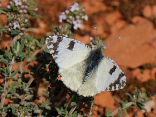 Réf. 80 259 : Euchloe crameri