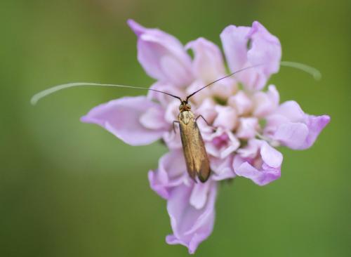 Nemophora metallica