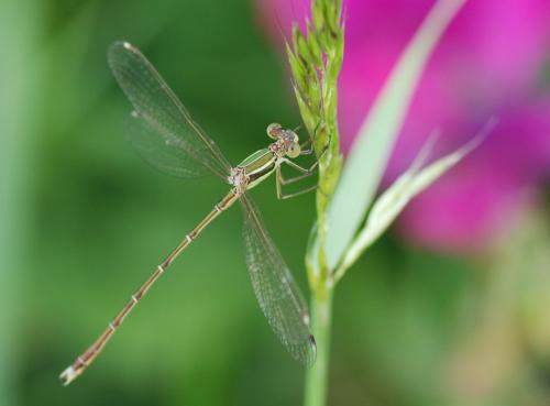 Lestes barbarus