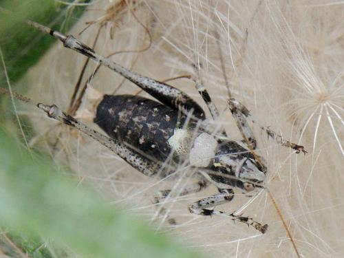 Antaxius pedestris pedestris