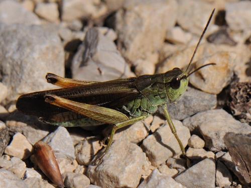 Réf. 80 615 : Stauroderus scalaris scalaris