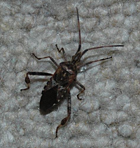 Leptoglossus occidentalis