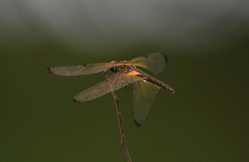 Rhyothemis phyllis